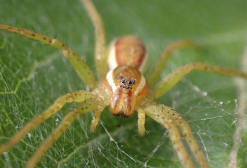 Dolomedes sp.